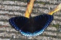 Popinjay butterfly Royalty Free Stock Photo
