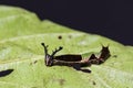 Popinjay Stibochiona nicea caterpillar Royalty Free Stock Photo