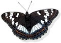 Poplar Admiral Butterfly