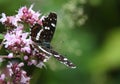 Poplar admiral Limenitis populi