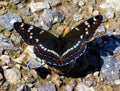 Poplar admiral, Limenitis populi