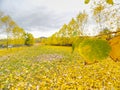 Poplar alley at horse paddock, fallen yellow green leaves Royalty Free Stock Photo