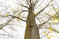 Poplar autumn with few leaves