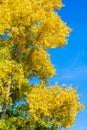 Poplar autumn tree. a tall, fast-growing tree of north temperate Royalty Free Stock Photo