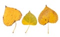 Poplar autumn yellow leaves set isolated on white background. Transparent png additional format Royalty Free Stock Photo