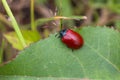 Poplar beetle sitting on plant Royalty Free Stock Photo