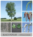 Poplar, black poplar, populus, nigra, fruit stands, short shoots, slow-motion