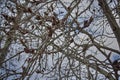 A poplar bough with a young bud