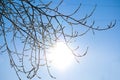 Poplar branches midwinter