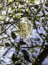 Poplar branches with seed tufts flying. Fluffy poplar seeds. Strong allergen, health hazard concept Royalty Free Stock Photo