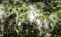 Poplar branches with seed tufts flying. Fluffy poplar seeds. Strong allergen, health hazard concept Royalty Free Stock Photo