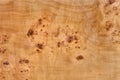 Poplar burl board Royalty Free Stock Photo