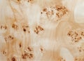 Poplar Burr Veneer Royalty Free Stock Photo