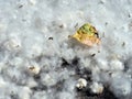 Poplar or Cottonwood seeds - fluffy, white macro, closeup