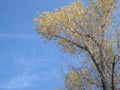 Poplar crown on blue sky in autumn