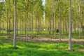 Poplar field in Lombardy, Italy. Royalty Free Stock Photo