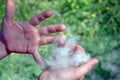 Poplar fluff Royalty Free Stock Photo