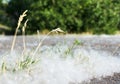 Poplar fluff on the asphalt against the background of trees. Poplar blossom season