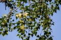 Poplar fluff on the branch closeup Royalty Free Stock Photo