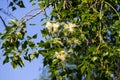 Poplar fluff on a branch closeup. Poplar fluff causes allergy Royalty Free Stock Photo