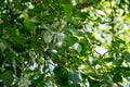 Poplar fluff on branch closeup. Poplar fluff causes allergy Royalty Free Stock Photo