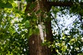 Poplar fluff on branch closeup. Poplar fluff causes allergy Royalty Free Stock Photo