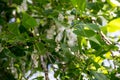 Poplar fluff on branch closeup. Poplar fluff causes allergy Royalty Free Stock Photo