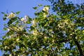 Poplar fluff on branch closeup. Poplar fluff causes allergy Royalty Free Stock Photo