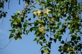 Poplar fluff on branch closeup. Poplar fluff causes allergy Royalty Free Stock Photo