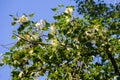 Poplar fluff on branch closeup. Poplar fluff causes allergy Royalty Free Stock Photo