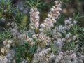 Poplar fluff on the branches of a plant in the spring forest Royalty Free Stock Photo