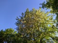 poplar fluff on the branches of a tree against the blue sky in the daytime. Royalty Free Stock Photo