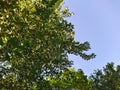 poplar fluff on the branches of a tree against the blue sky in the daytime. Royalty Free Stock Photo