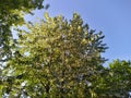 poplar fluff on the branches of a tree against the blue sky in the daytime. Royalty Free Stock Photo