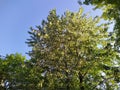 poplar fluff on the branches of a tree against the blue sky in the daytime. Royalty Free Stock Photo