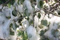 Poplar fluff close up on poplar branches Royalty Free Stock Photo