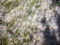 Poplar fluff creeps among the plants in the meadow. Royalty Free Stock Photo