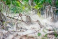 Poplar fluff fell from the branches of a tree the foot of the earth in the forest Royalty Free Stock Photo