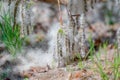 Poplar fluff fell from the branches of a tree the foot of the earth in the forest Royalty Free Stock Photo