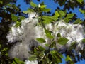 Poplar fluff filled the entire space between the branches and leaves of the tree. Natural sunny background Royalty Free Stock Photo