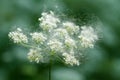 Poplar fluff on a flower