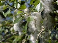 Poplar fluff and green fresh leaves are illuminated by the sun. Close-up. Spring sunny background Royalty Free Stock Photo