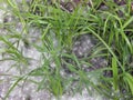 Poplar fluff on the green grass Royalty Free Stock Photo