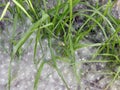 Poplar fluff on the green grass Royalty Free Stock Photo