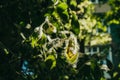 Poplar fluff on the green leaves of a tree on a sunny day under the rays of light close up. summer allergy Royalty Free Stock Photo