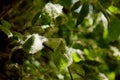 Poplar fluff on the green leaves of a tree on a sunny day under the rays of light close up. summer allergy Royalty Free Stock Photo