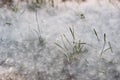 Poplar fluff near grass summer time all covered with down, allergic Royalty Free Stock Photo