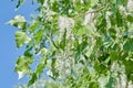 Poplar fluff seeds on the branches and leaves of a tree at blue sky background Royalty Free Stock Photo