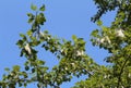 Poplar fluff (seeds) on the branches and leaves of a tree Royalty Free Stock Photo