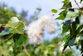 poplar fluff in the twig among leaves